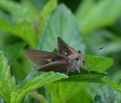 Asbolis capucinus