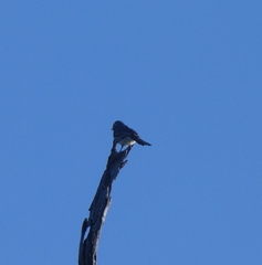 Plectorhyncha lanceolata