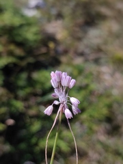 Allium paniculatum