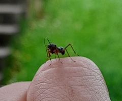 Mantoida