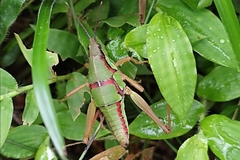 Sphenarium purpurascens
