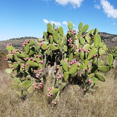 Opuntia hyptiacantha