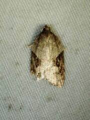 Acleris macdunnoughi