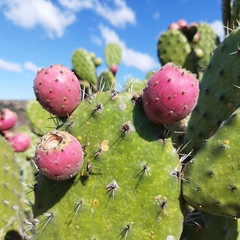 Opuntia hyptiacantha