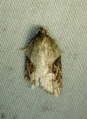 Acleris macdunnoughi