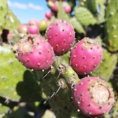 Opuntia hyptiacantha