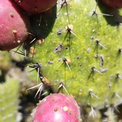 Opuntia hyptiacantha