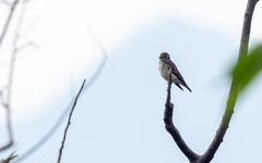 Muscicapa griseisticta