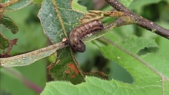 Spodoptera latifascia