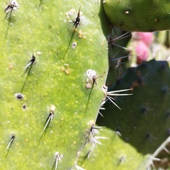 Opuntia hyptiacantha