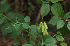 Crotalaria verrucosa