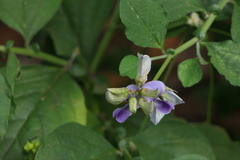 Crotalaria verrucosa