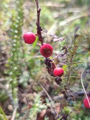 Cotoneaster tauricus