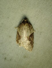 Acleris macdunnoughi