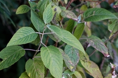 Colquhounia coccinea