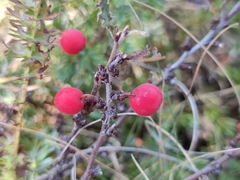 Cotoneaster tauricus