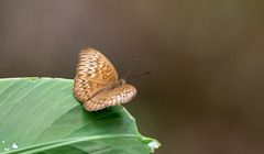 Tanaecia semperi