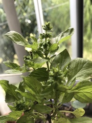Ocimum basilicum