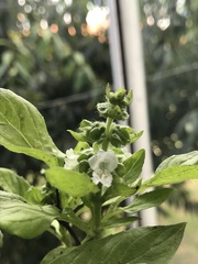Ocimum basilicum