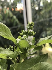 Ocimum basilicum
