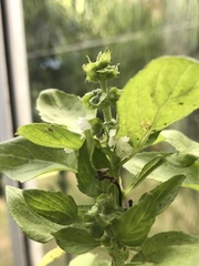 Ocimum basilicum
