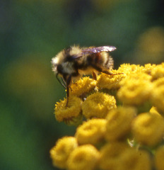 Bombus vancouverensis vancouverensis