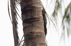 Sundasciurus juvencus