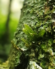 Cryphaea heteromalla