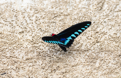 Trogonoptera trojana