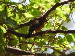 Coryphospingus cucullatus