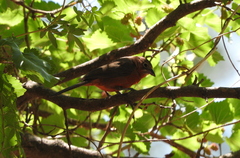 Coryphospingus cucullatus