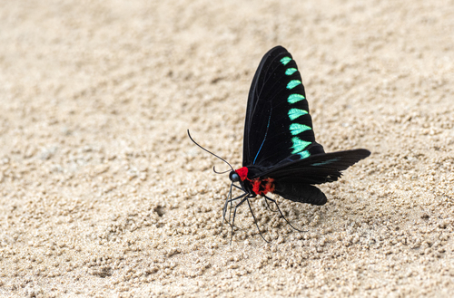 Palawan Birdwing