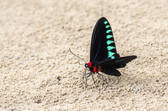 Trogonoptera trojana