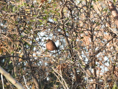 Coryphospingus cucullatus