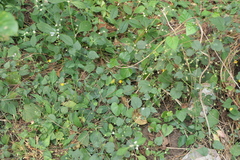 Sida cordifolia