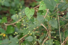Sida cordifolia