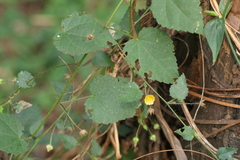 Sida cordifolia