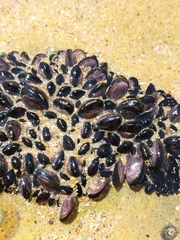 Brachidontes rostratus