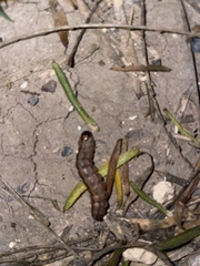 Spodoptera frugiperda
