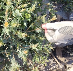 Mentzelia hirsutissima