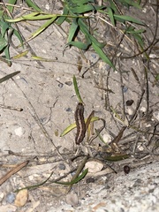 Spodoptera frugiperda