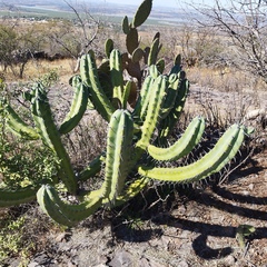 Myrtillocactus geometrizans