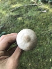 Agaricales