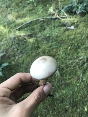 Agaricales