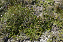 Rhododendron myrtifolium