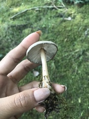 Agaricales