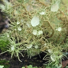 Usnea florida