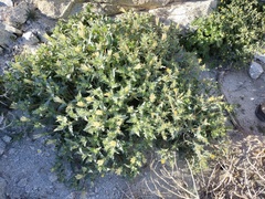 Mentzelia hirsutissima