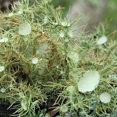 Usnea florida
