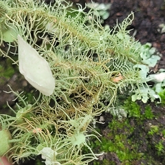 Usnea florida